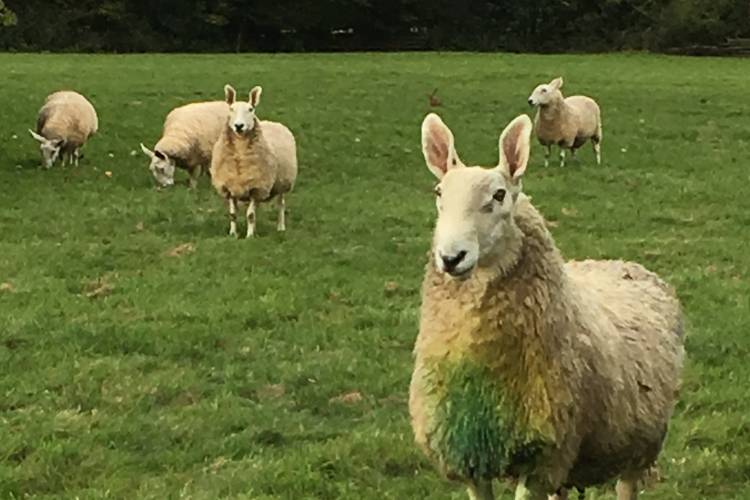 14 Border Leicester Breeding Ewes with Lambs at Foot ...