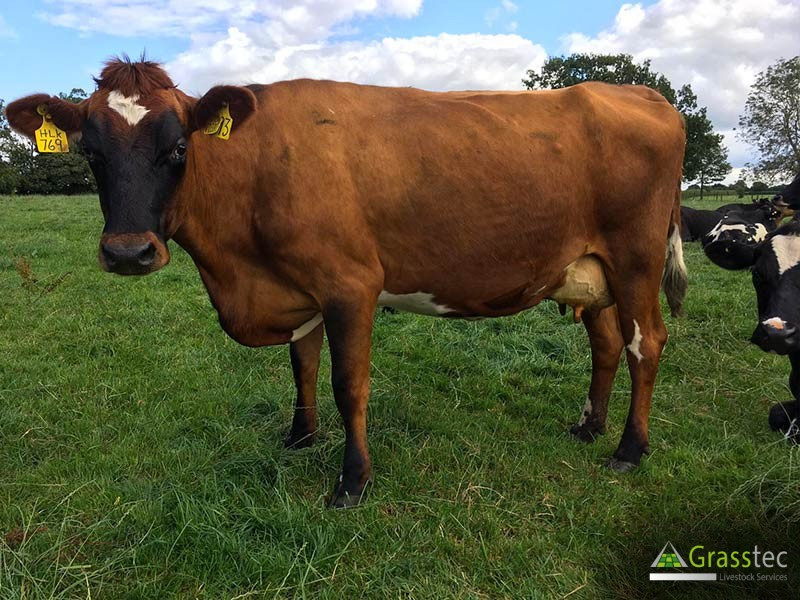 24 Holstein Friesian, NZ Friesian, Jersey Cross Breeding, Dairy Heifers