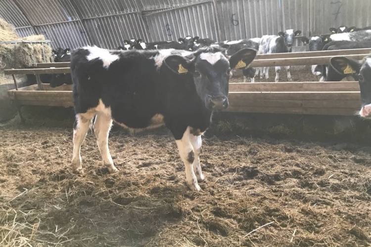 80 Holstein Store Bulls SellMyLivestock