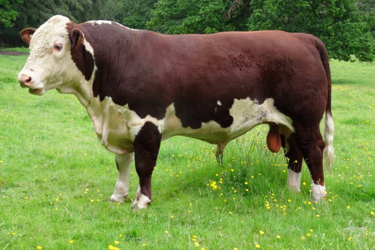 5 Pedigree Hereford Breeding Young Bulls - SellMyLivestock