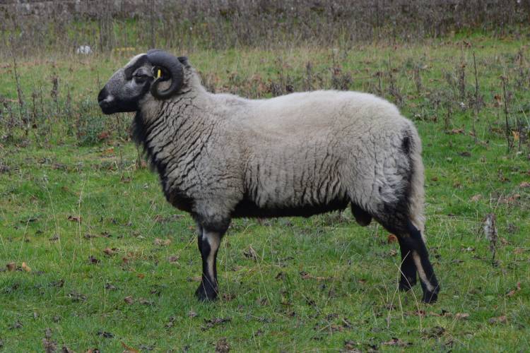 1 Pedigree Badger Face Welsh Mountain Breeding Ram - SellMyLivestock