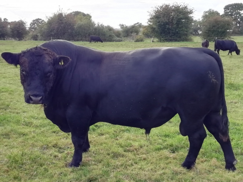 1 Aberdeen Angus Breeding Bull - SellMyLivestock