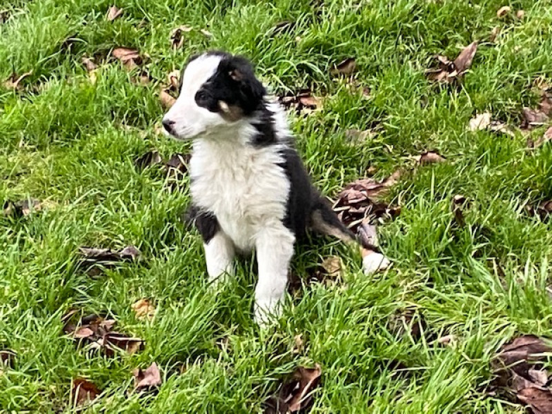 1 Border Collie (Female) SellMyLivestock