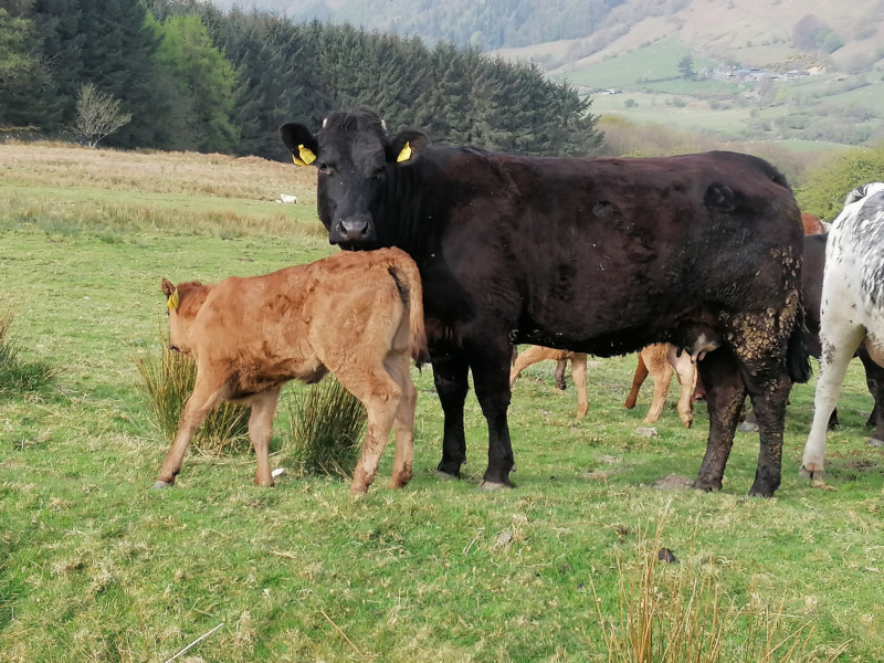 15 Limousin Cross Breeding Heifers, Calves with Calves at Foot ...