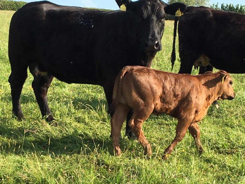 10 Organic Aberdeen Angus, Limousin, Hereford Cross In-Calf Breeding ...