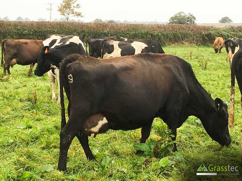 40 Jersey, NZ Friesian Cross In-Calf Breeding, Dairy Cows ...